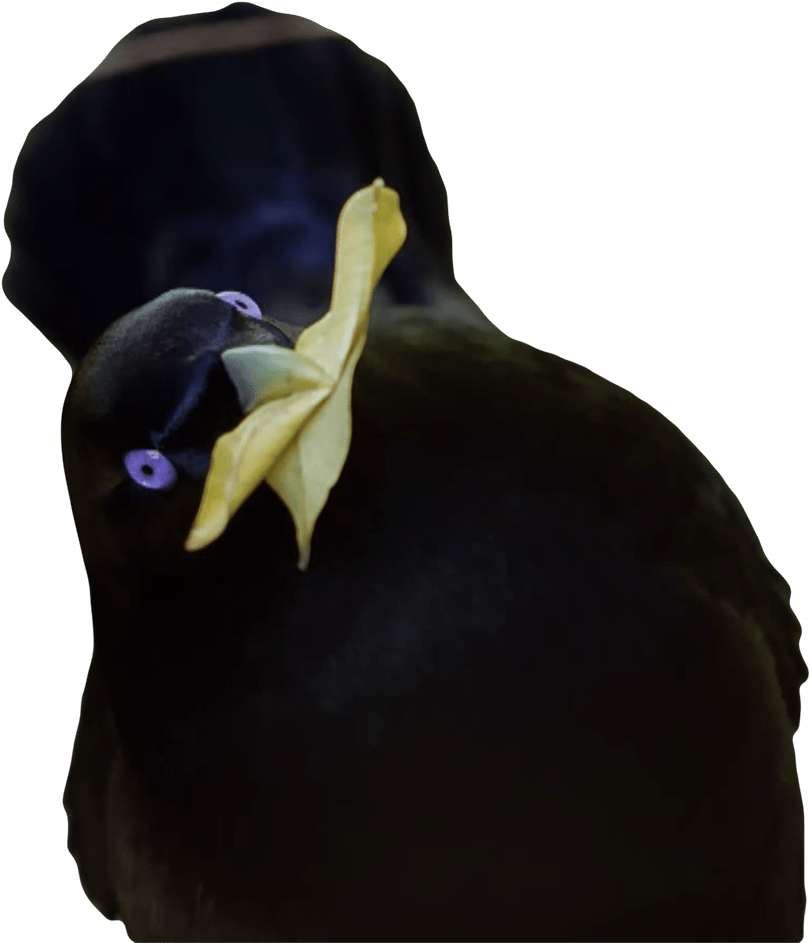 Lemme Smash Yellow - Becky Bird Transparent (1100x1065), Png Download