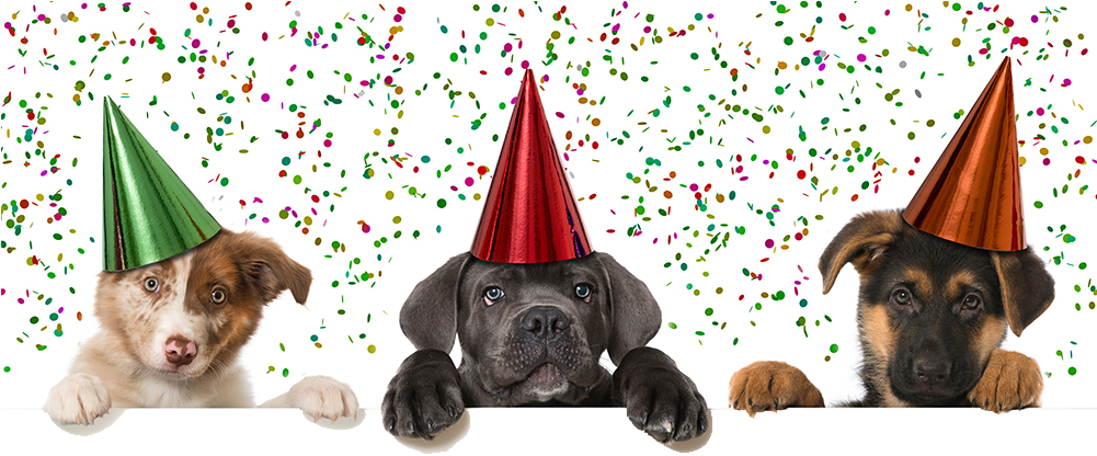 Party-pets - Happy New Year Dog 2019 (1000x638), Png Download