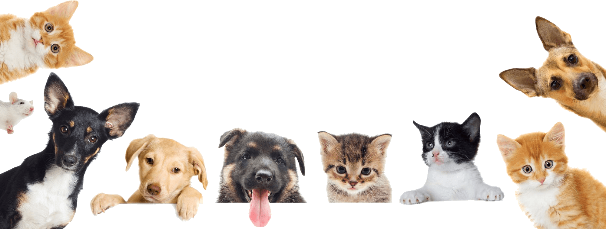 Ultrapet Litter Pearls Micro Kristall-Katzenstreu – 7 Pfund (ca. 3,2 Kg), Geruchsbindend, Staubarm