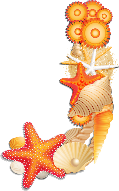 1 Alpha Orange - Scrapbook Seashells Letter W Clipart (501x800), Png Download