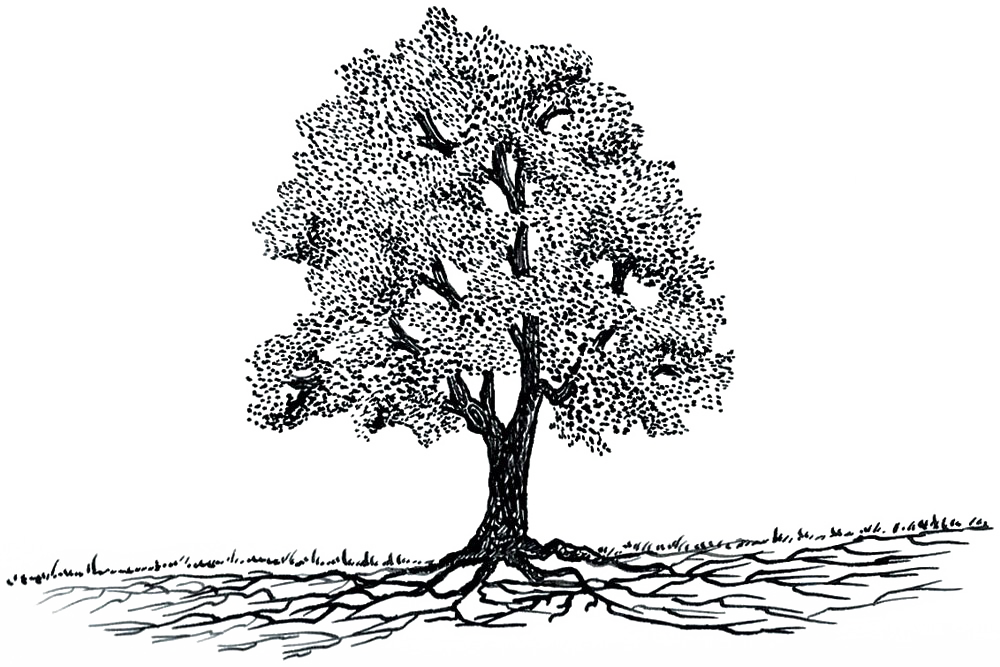Garden The Way Tree Roots Do Grow By Larry - Do Tree Roots Grow (1000x667), Png Download