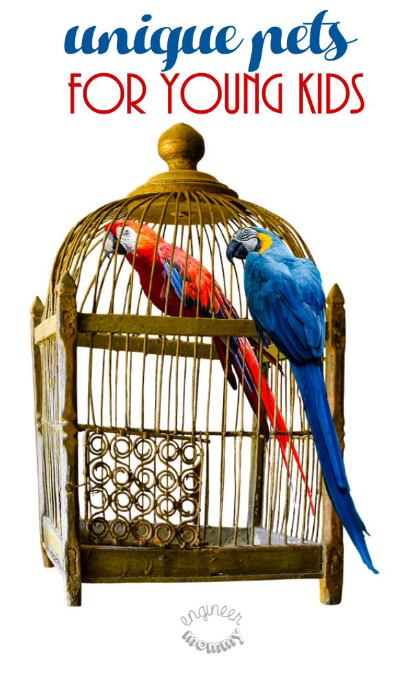 Unique Pets For Young Kids - Cage (600x980), Png Download