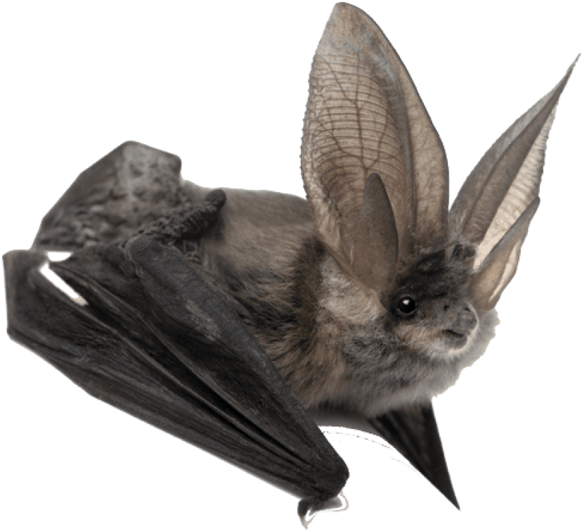 Free Png Download Bat Large Ears Png Images Background - Bat Animal (850x777), Png Download