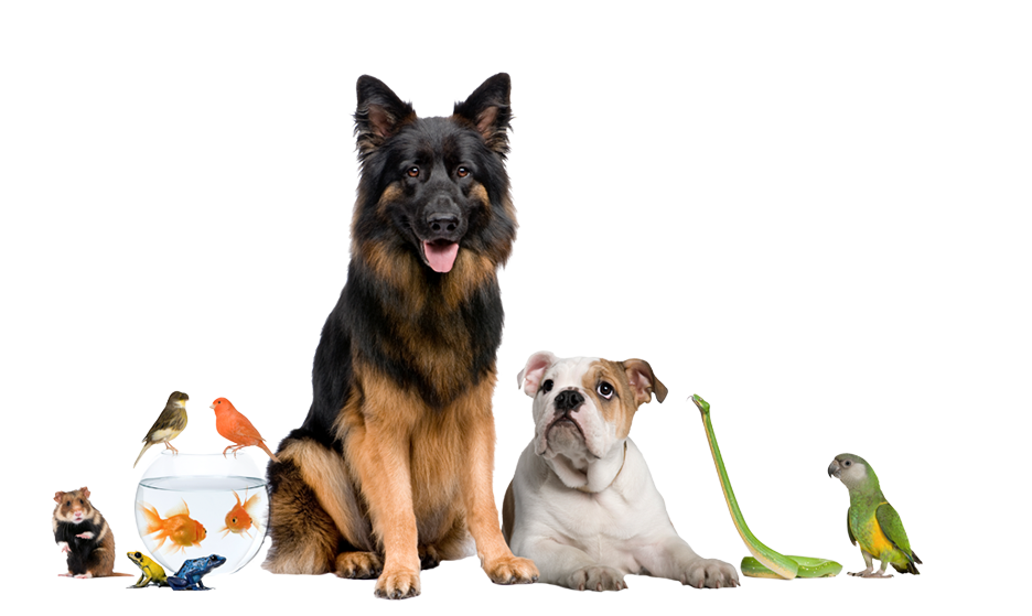 Your Pets Can Now Rest Easy Apply Poweroe Odor Eliminating - Mascotas De Apartamento (936x559), Png Download