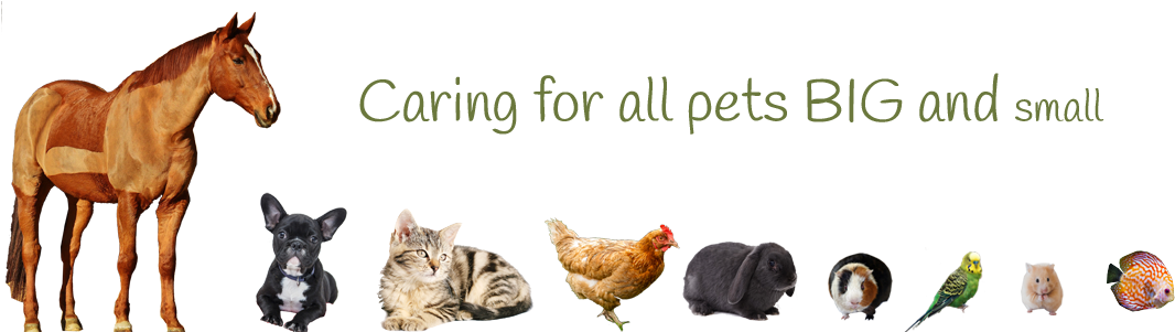 Caring For Pets Big And Small - Pets Big To Small (1100x300), Png Download