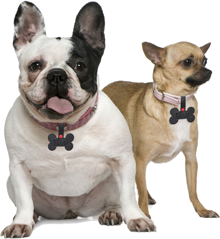 Load Image Into Gallery Viewer, Mosquito, Flea &amp - Chiguagua Con Bulldog Frances (960x867), Png Download