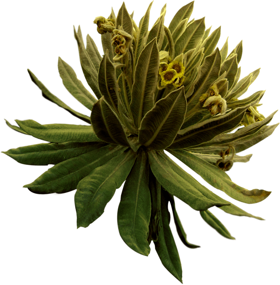 Water Reserves - Protea (959x975), Png Download