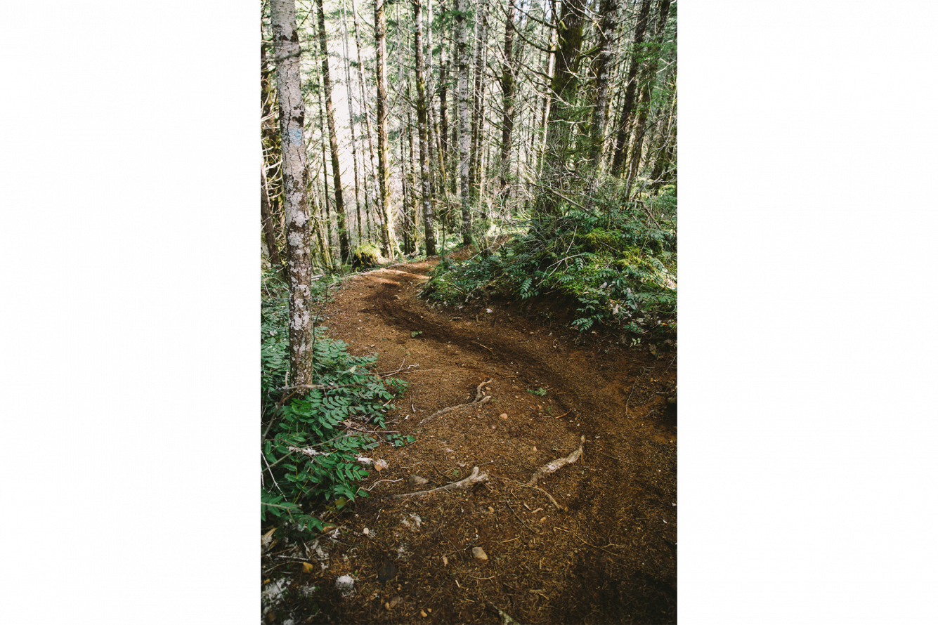 Breadwinning-1 - Old-growth Forest (1335x890), Png Download