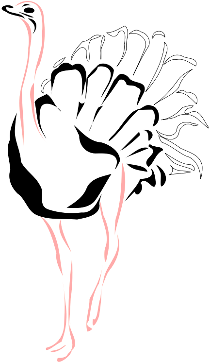 Ostrich - Drawing Birds Ostrich (566x800), Png Download