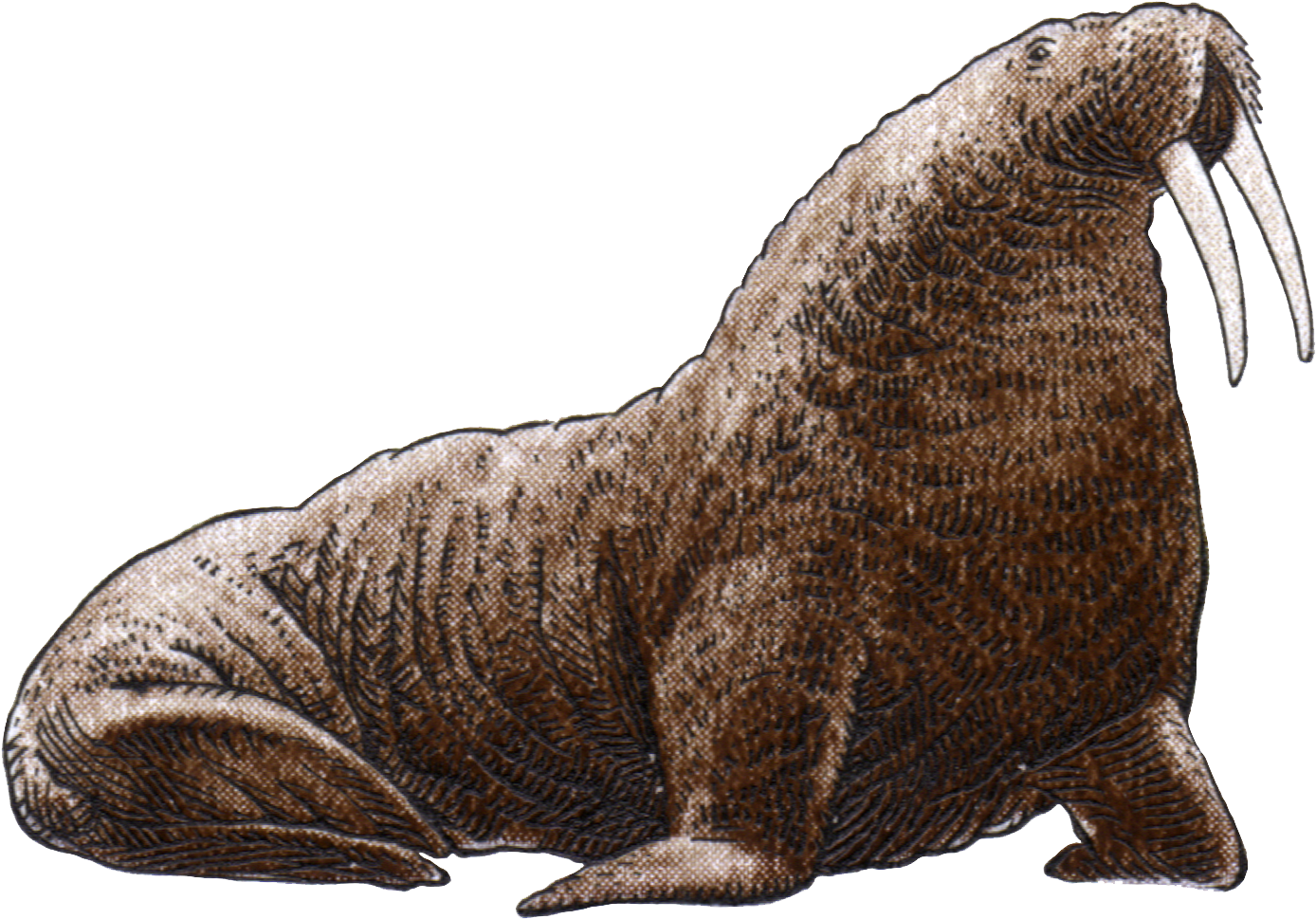 Walrus Png Image File - Walrus On White Background (1512x1092), Png Download