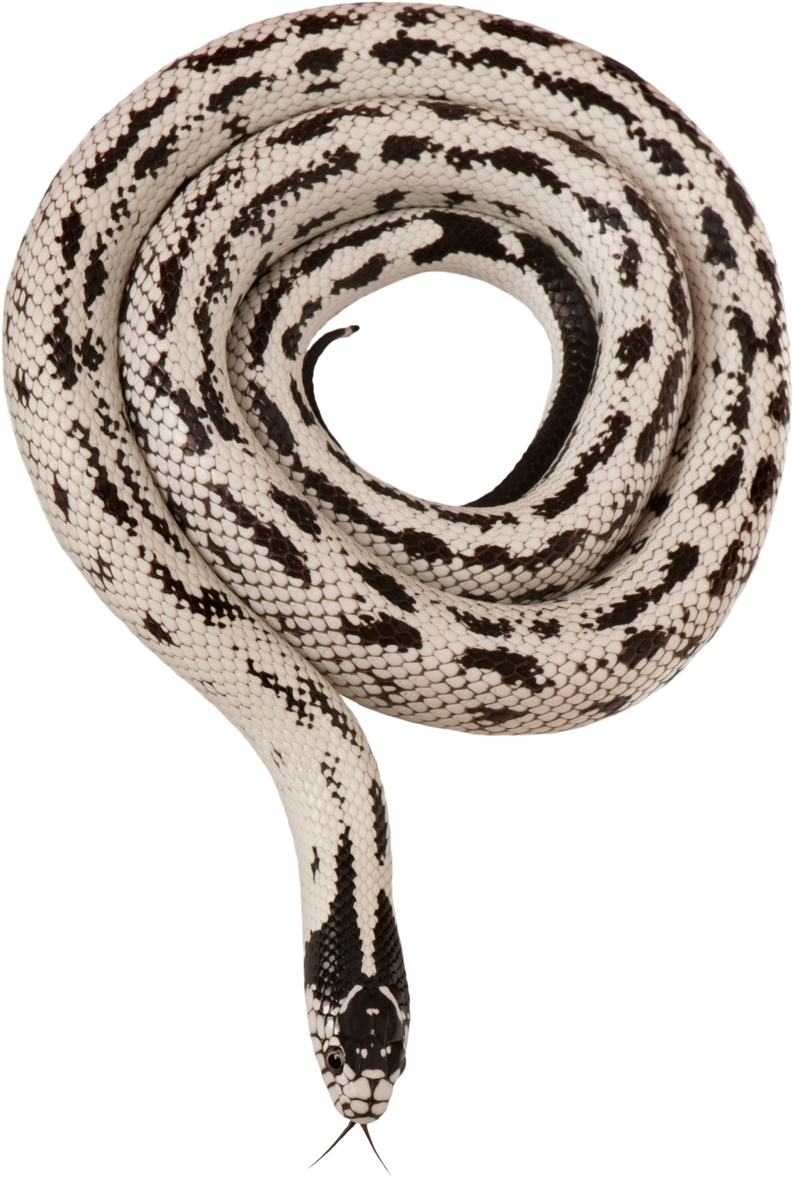 Graphic California Kingsnake Mexican Black Stock Photography - Mexican Black Kingsnake (3543x4724), Png Download