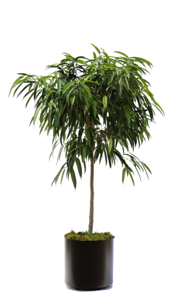 #ficus Alii- Package - Ficus Alii Tree Png (600x600), Png Download