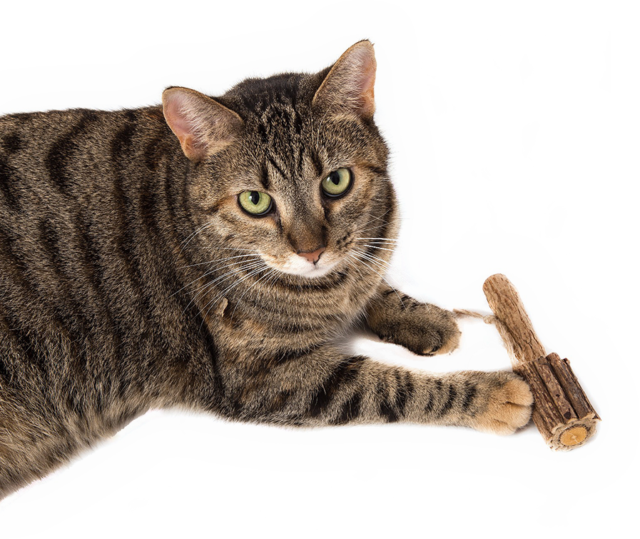 Every Cat Parent Would Agree With Us When We Say That - Domestic Short-haired Cat (897x755), Png Download