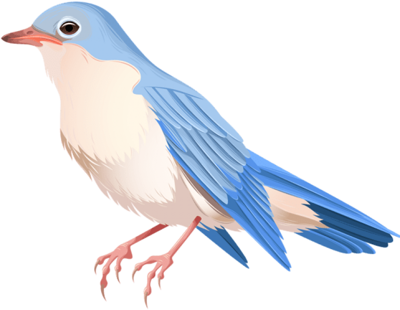 Free Png Download Bird Png Images Background Png Images - Transparent Background Bird Png (850x652), Png Download