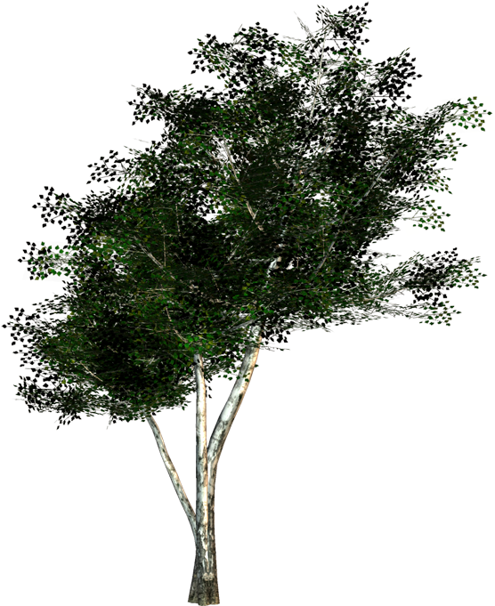 260 Textures Zip Download - Mexican Pinyon (600x729), Png Download