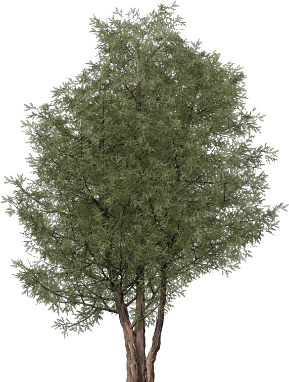 Images - Mexican Pinyon (800x800), Png Download