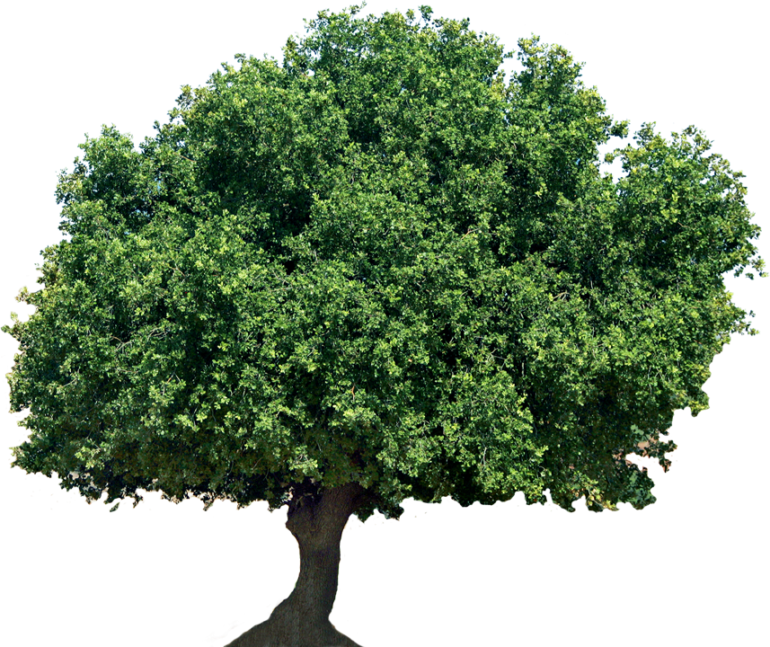 Alon1 - Single Tree (857x720), Png Download