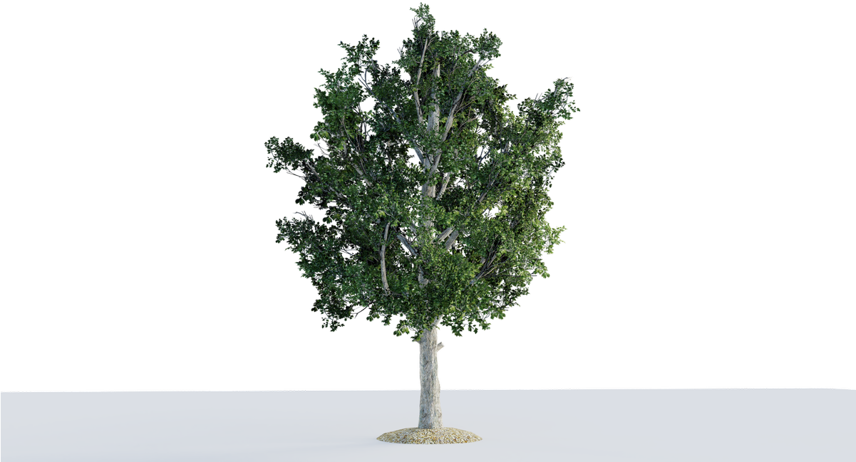 Mexican Pinyon (1200x675), Png Download