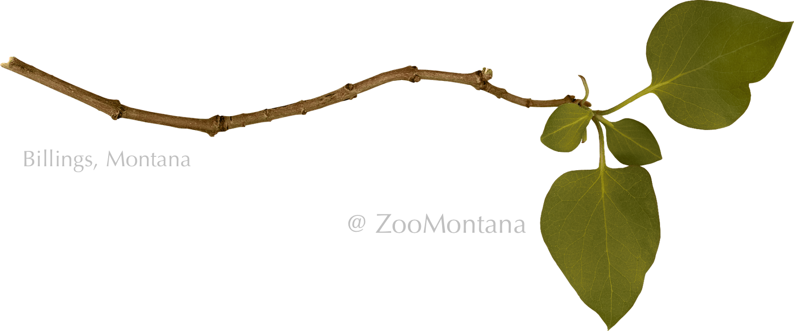 Branch Png (1600x667), Png Download