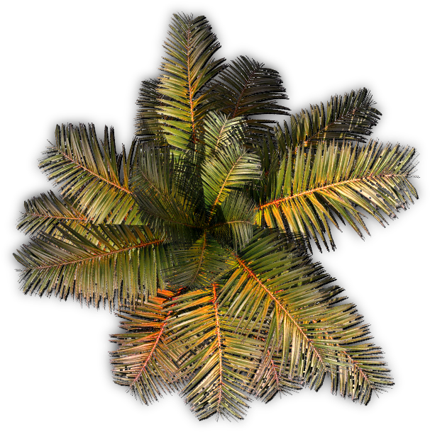 Palm A 06 Feb 2009 - Roystonea (677x662), Png Download