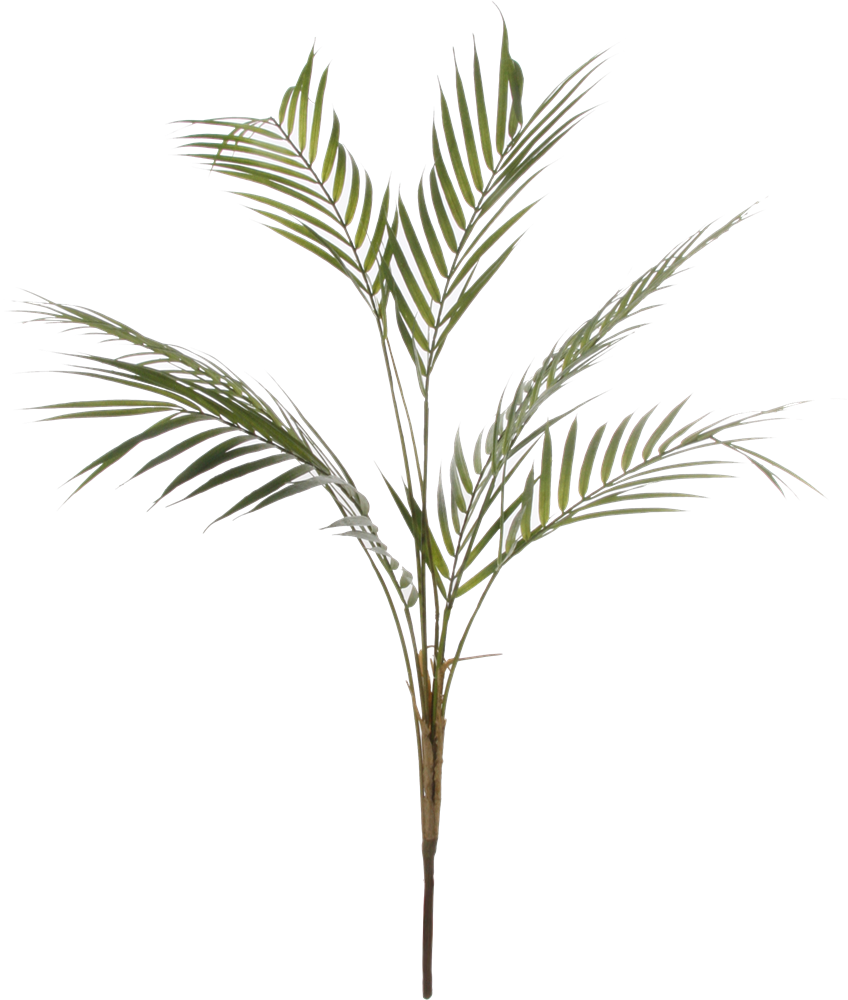 Productimage0 - Attalea Speciosa (848x1000), Png Download