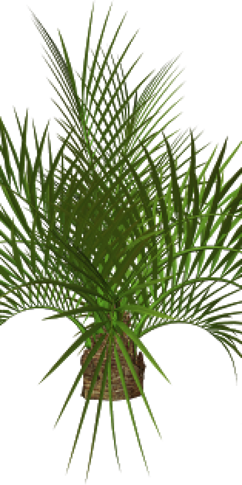 You've Found Bastian Public Relations - Tree Png Image Hd (800x1600), Png Download