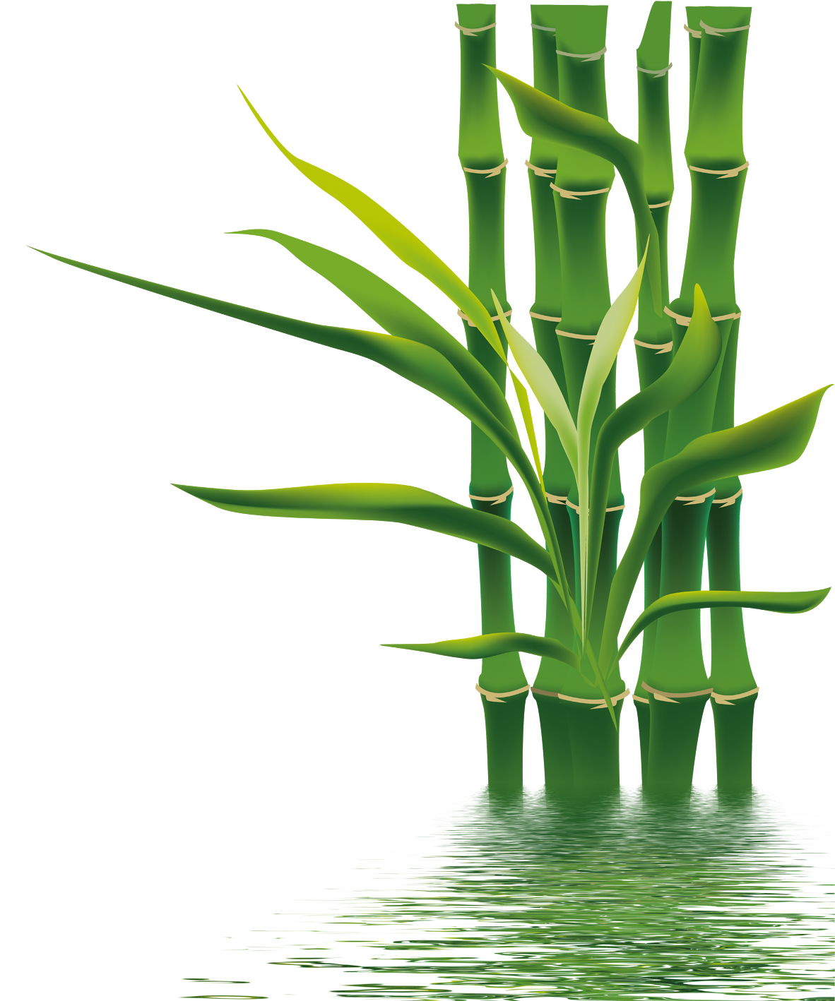 Bamboo Png - Transparent Transparent Background Bamboo (1417x1417), Png Download