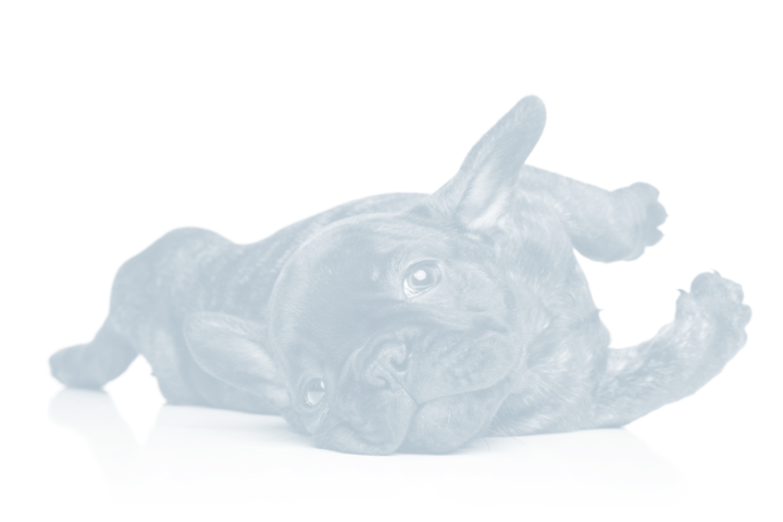 Before You Purchase A French Bulldog You Need To Decide - Companion Dog (720x480), Png Download