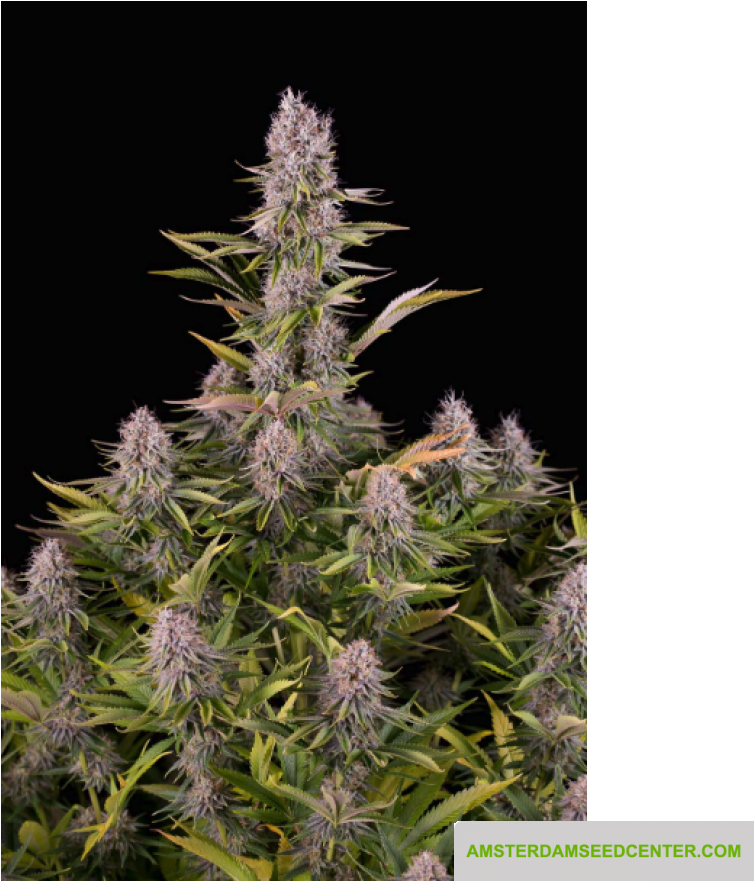 Amsterdam Seed Center - Amnesia Kush Dinafem (920x880), Png Download