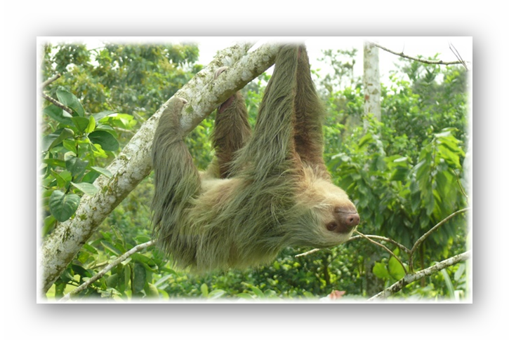 Blob Fish - Two-toed Sloth (725x485), Png Download