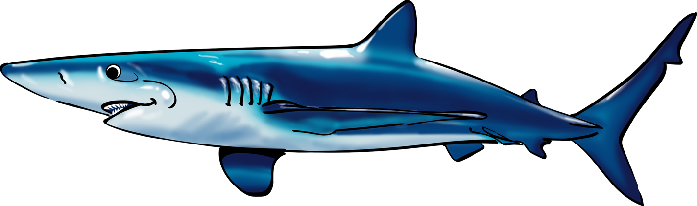 "travel Up The Water A Bit More And You Will Meet Someone - Shark (1423x422), Png Download