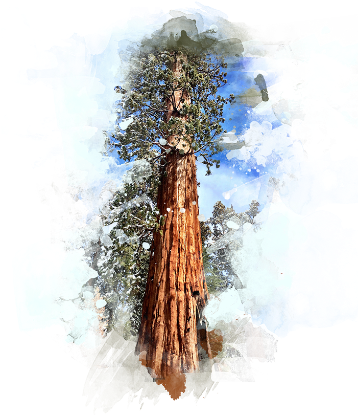 Forte Designs Sequoia Tree - Sequoia Tree Transparent Background (700x900), Png Download