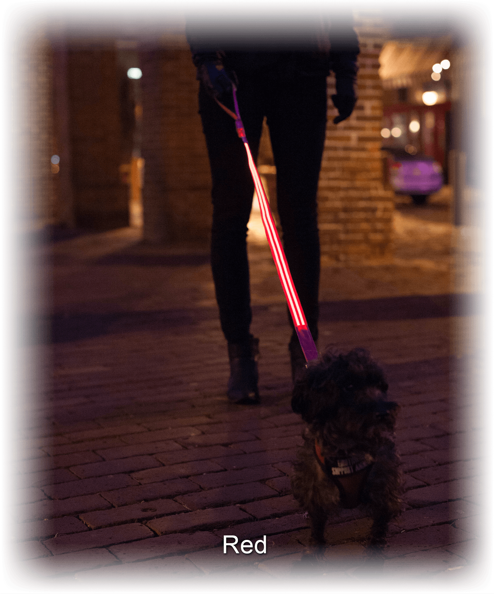 In The Yard, With Bright Red Light - Dog Catches Something (2000x2000), Png Download