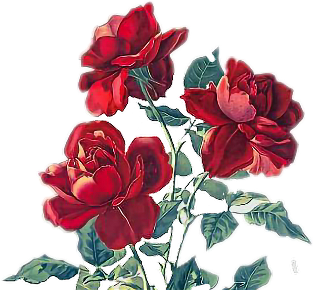 Rose Sticker - Fondos De Pantalla De Rosas (1024x951), Png Download