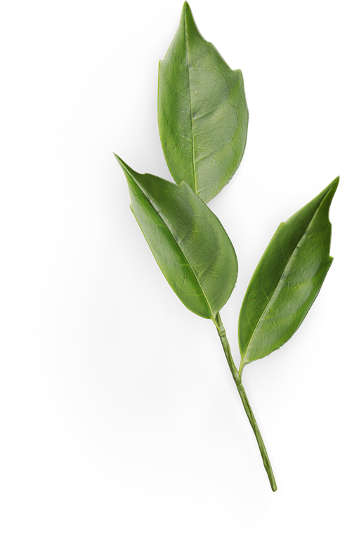 Process Leaf - California Laurel (484x784), Png Download