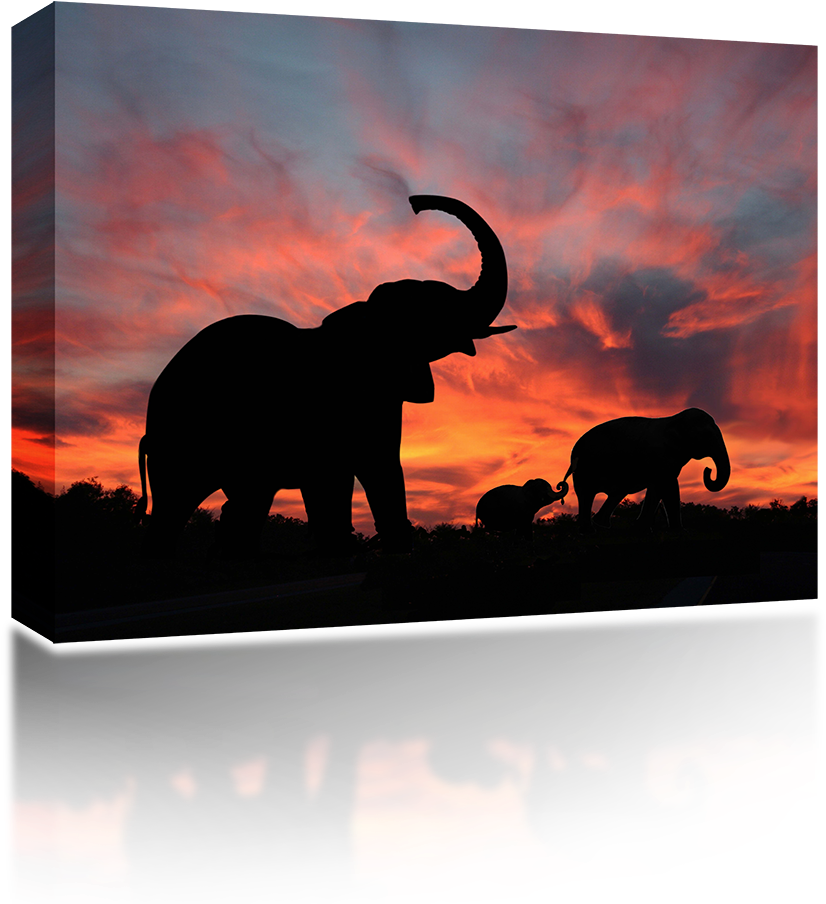 Elephant Cover Photos For Facebook (1024x1024), Png Download