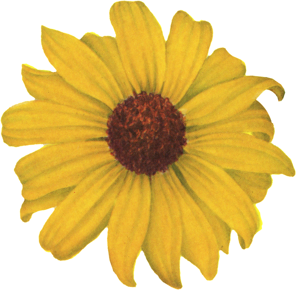 Chrysanthemum Transparent - Yellow Aesthetic Transparent Background (1024x1002), Png Download