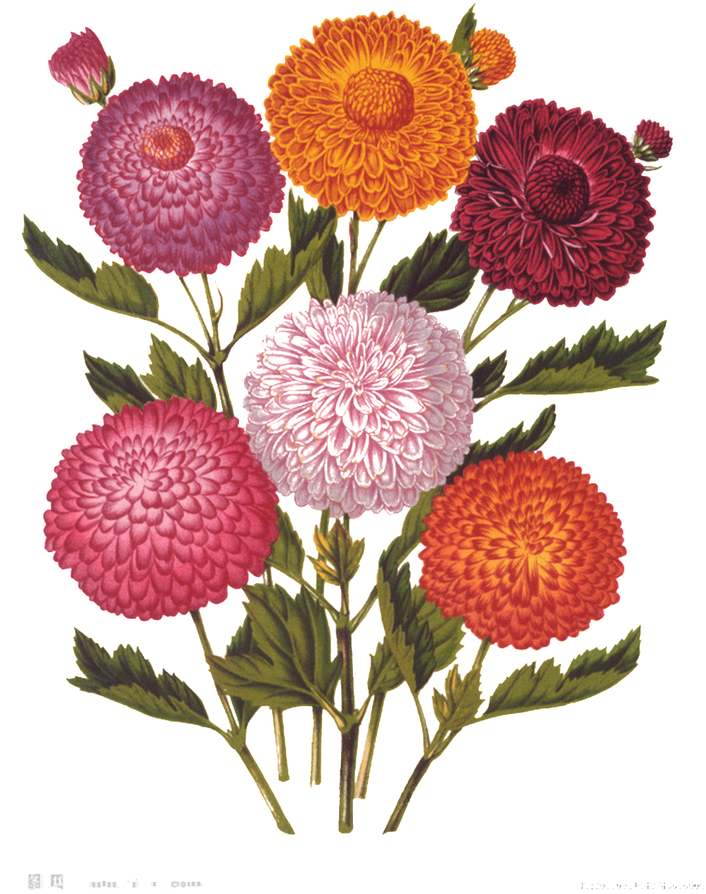 Fresh Colored Flowers Hand Drawn Chrysanthemum Decorative - Double Ninth Festival (1024x1347), Png Download