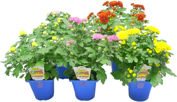 100mm Garden Mums Chrysanthemum - Chrysanths (800x800), Png Download