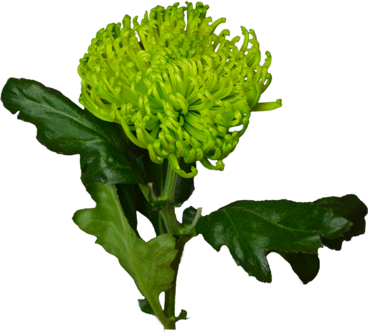 Green Chrysanthemum Flower Shop Studio Flores - Chrysanths (1500x1430), Png Download