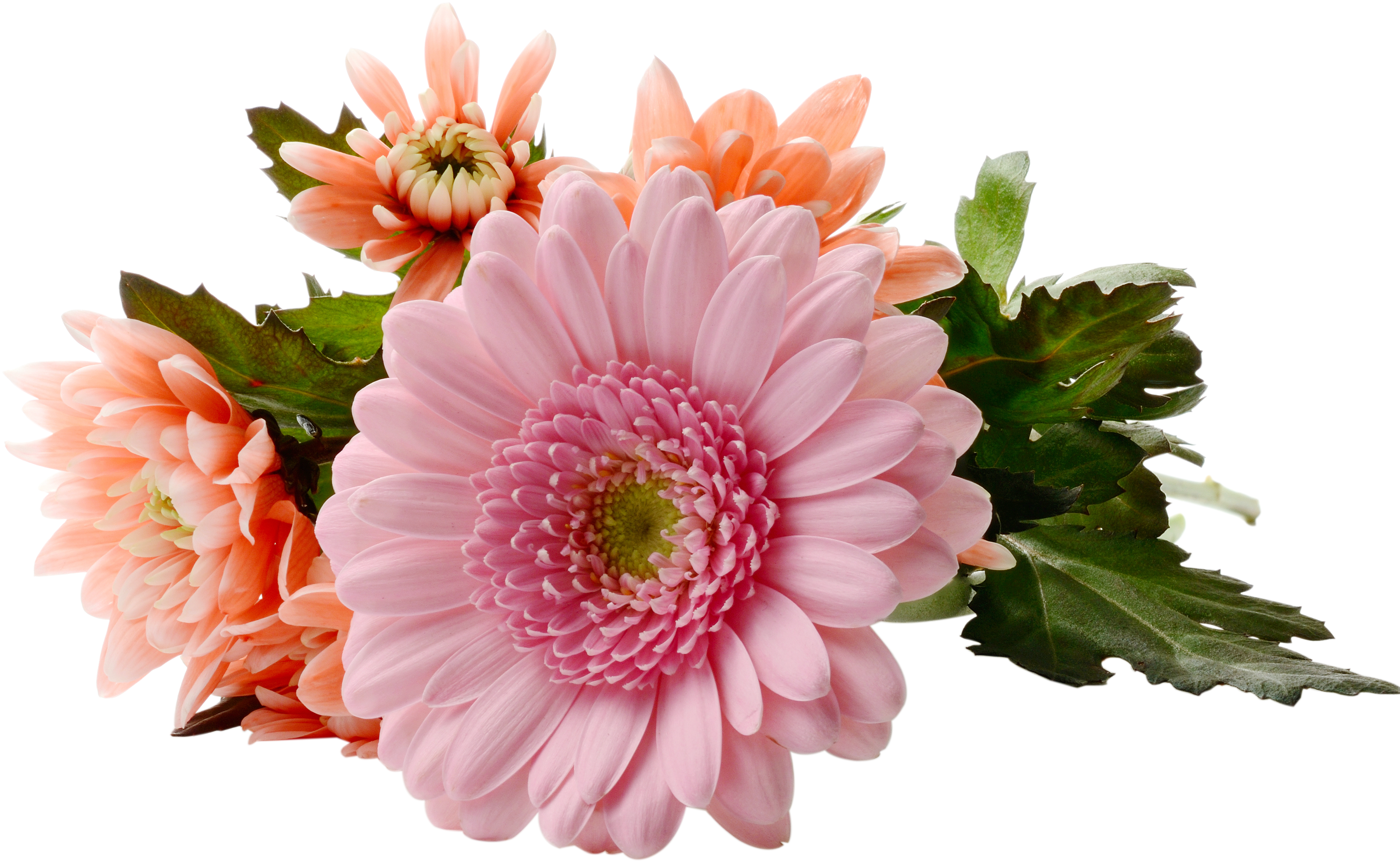 Chrysanthemum Png (6476x4823), Png Download