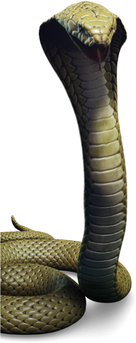 Click To Preview - King Cobra (521x1500), Png Download