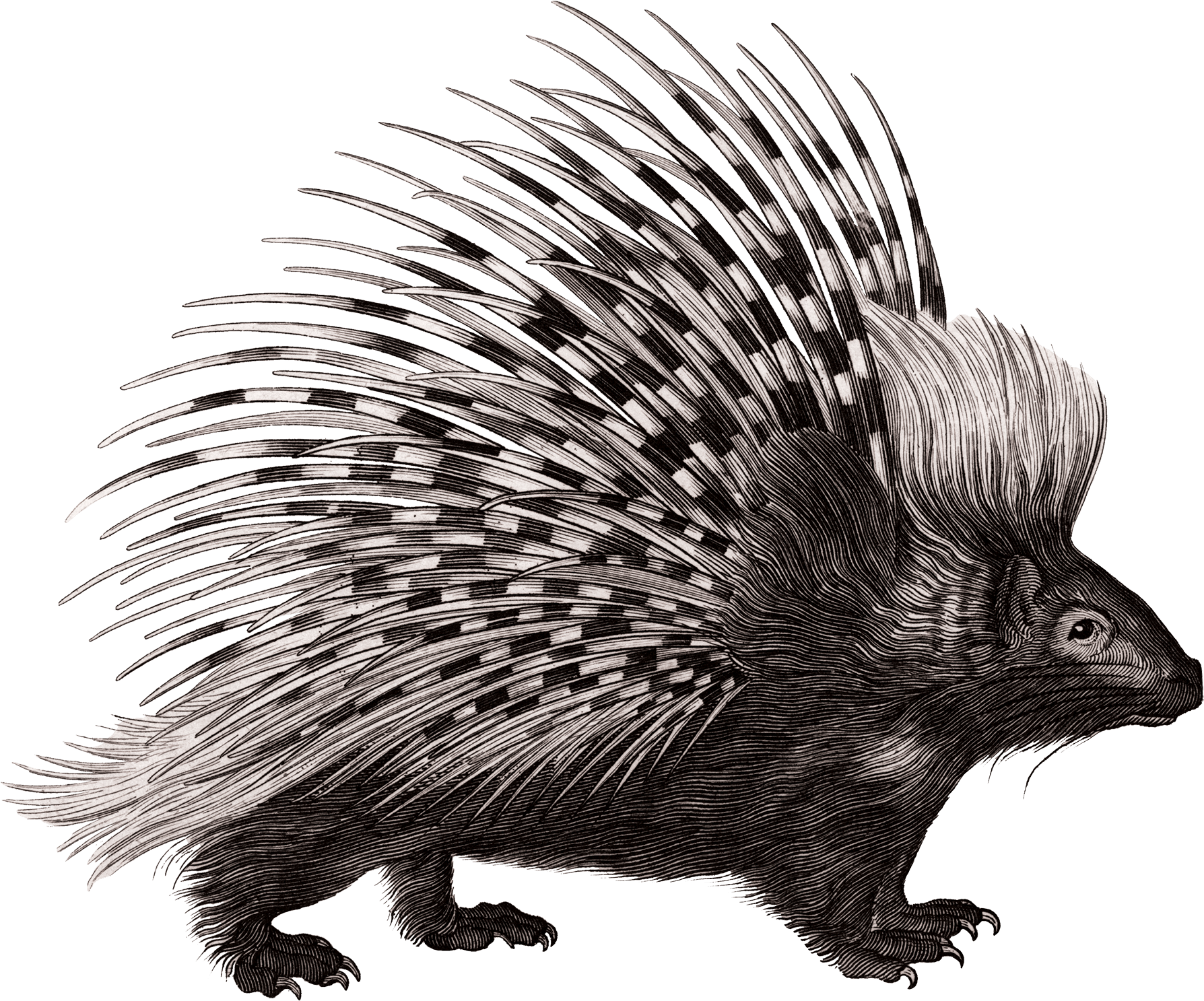 Sketch Of A Porcupine (1800x1497), Png Download