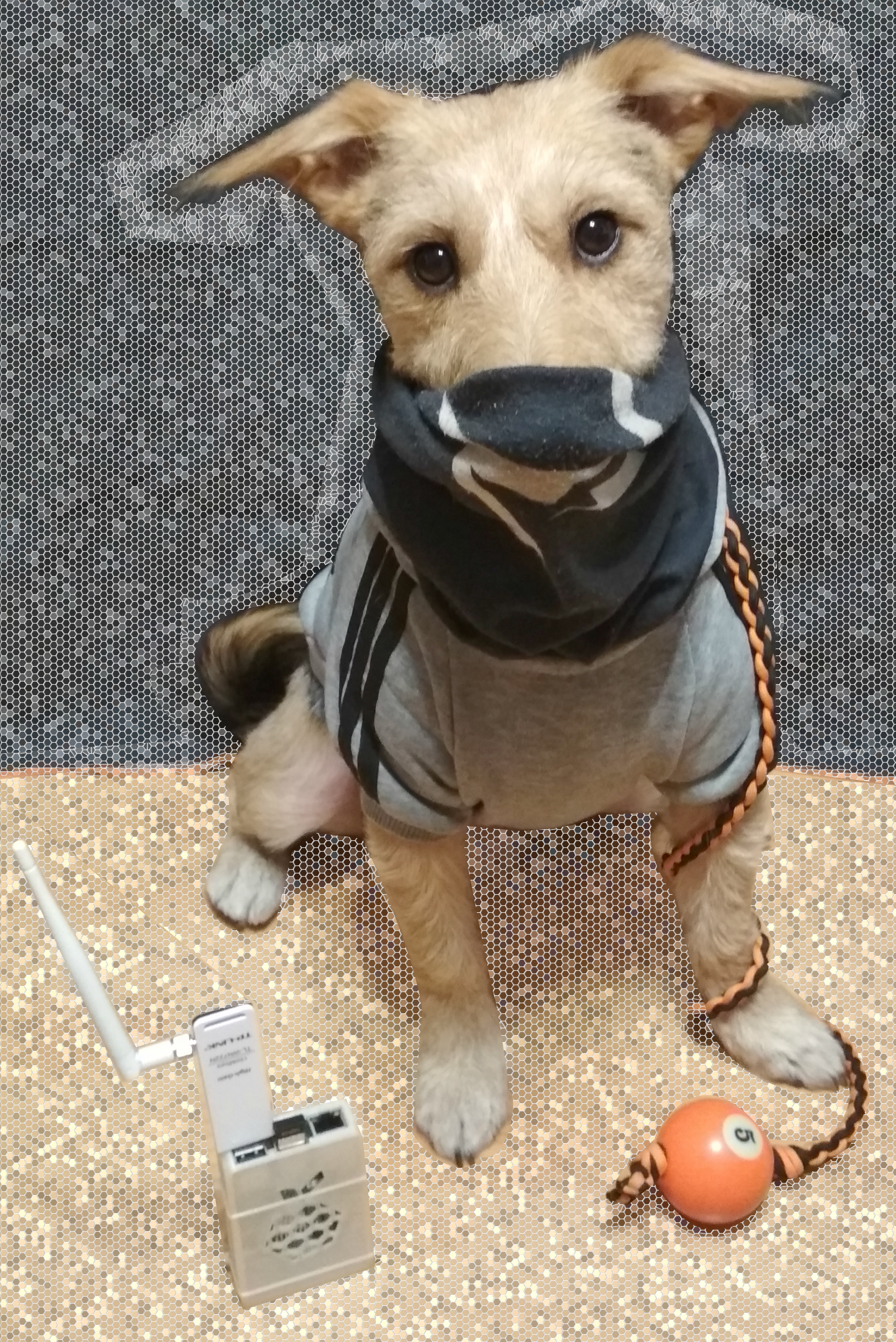 Smol Hacker Doge - Companion Dog (1934x2895), Png Download