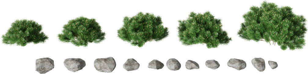 Rocks - Mexican Pinyon (1040x520), Png Download