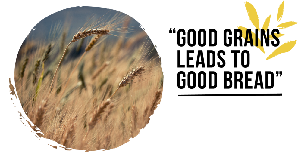 We Believe That Good Grain Leads To Good Bread - Bigtree (1000x551), Png Download