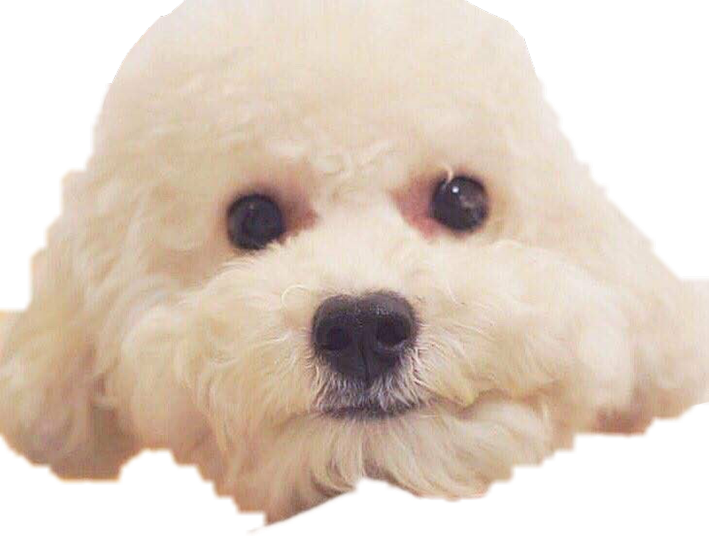 Vivi Sticker - Sehun (1024x774), Png Download