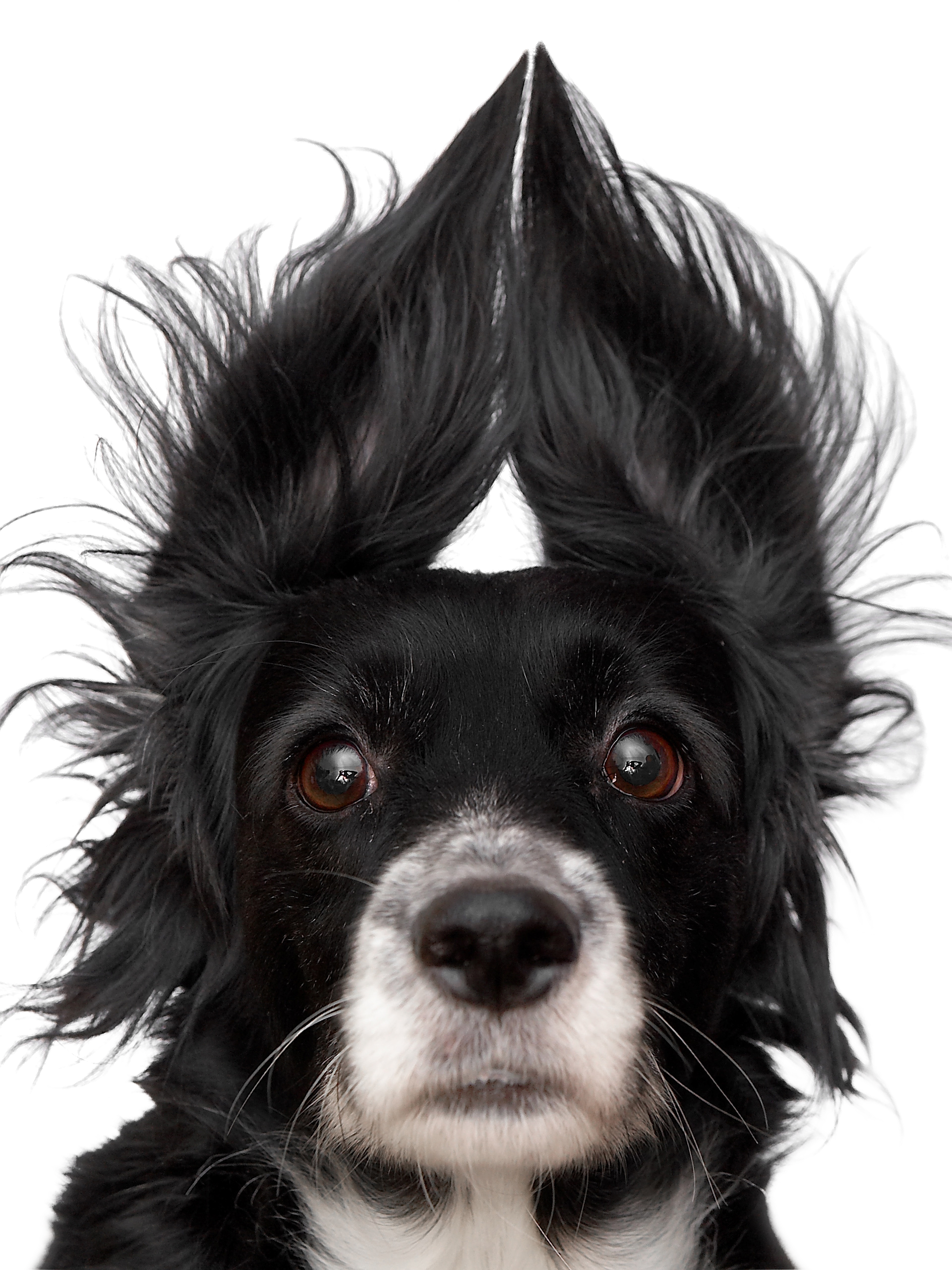 Adobestock 1488258 Buy-ears - Greeting Card (1920x2560), Png Download