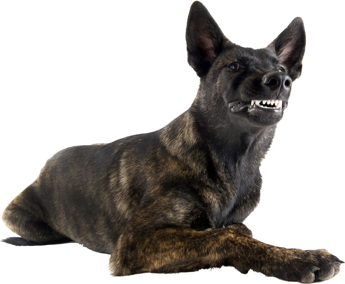 Aggressivedogs - Dutch Shepherd (1600x1067), Png Download