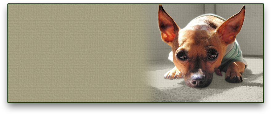 Dog Trainer Jill Morstad Small Dog Inside House - Chihuahua (961x414), Png Download